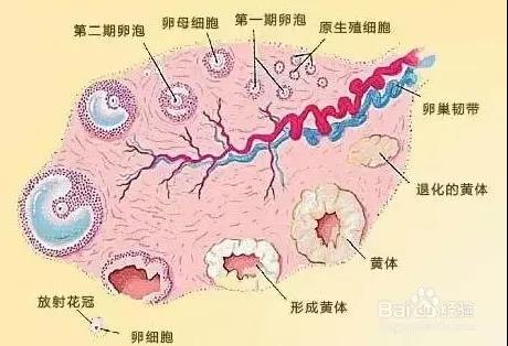 想要生孩子，你的卵巢還年輕嗎？