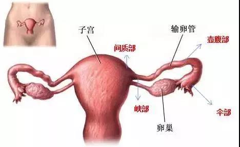 “不能生”很憂桑，可能是輸卵管惹得禍！