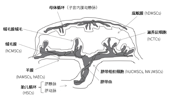 胎盤“吃掉”還是“留下”？這是個問題