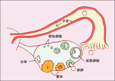 想要「造人」成功？先做個排卵監測吧