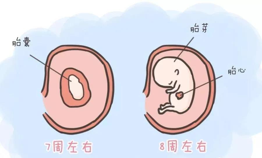 孕媽必看 | B超檢查到底能告訴你什么？