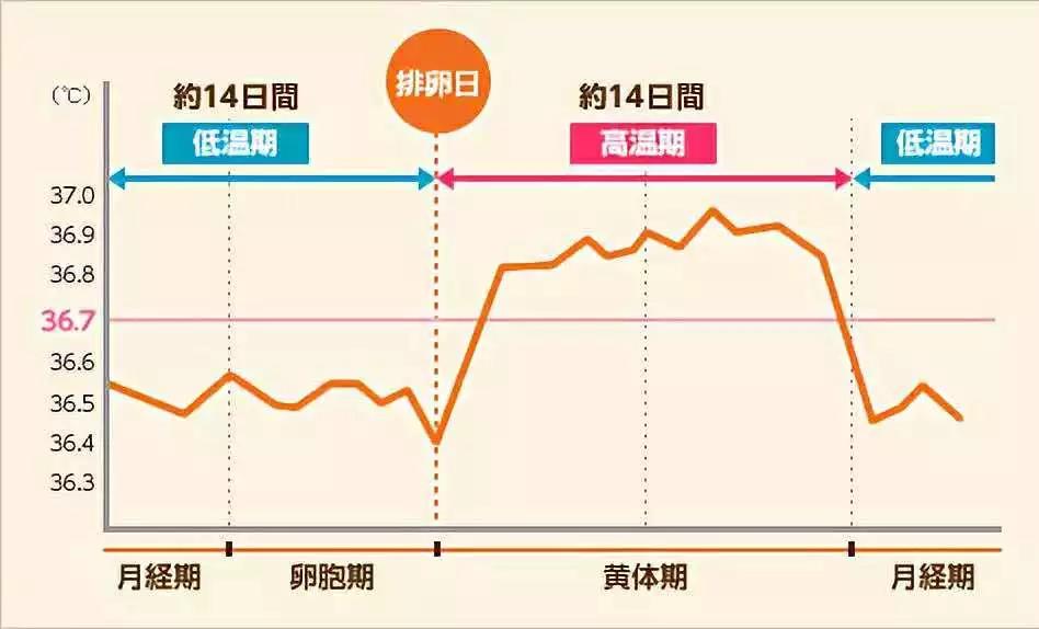 備孕必讀：監測排卵的方法有哪些？該選擇哪種？