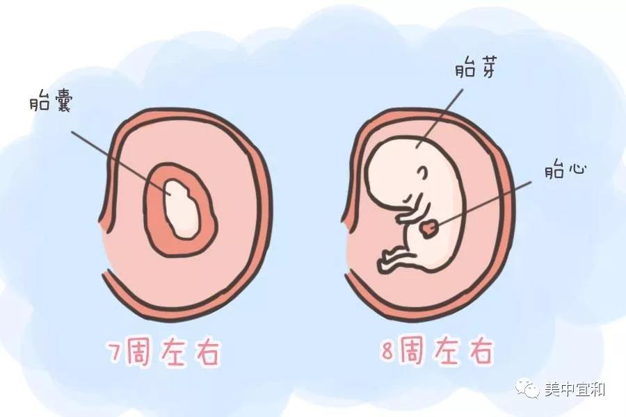 NT、四維...你想知道的孕期B超，都在這里啦?